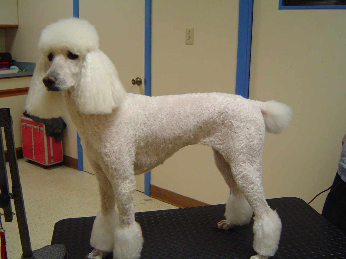 Собаки маленьких пород фото