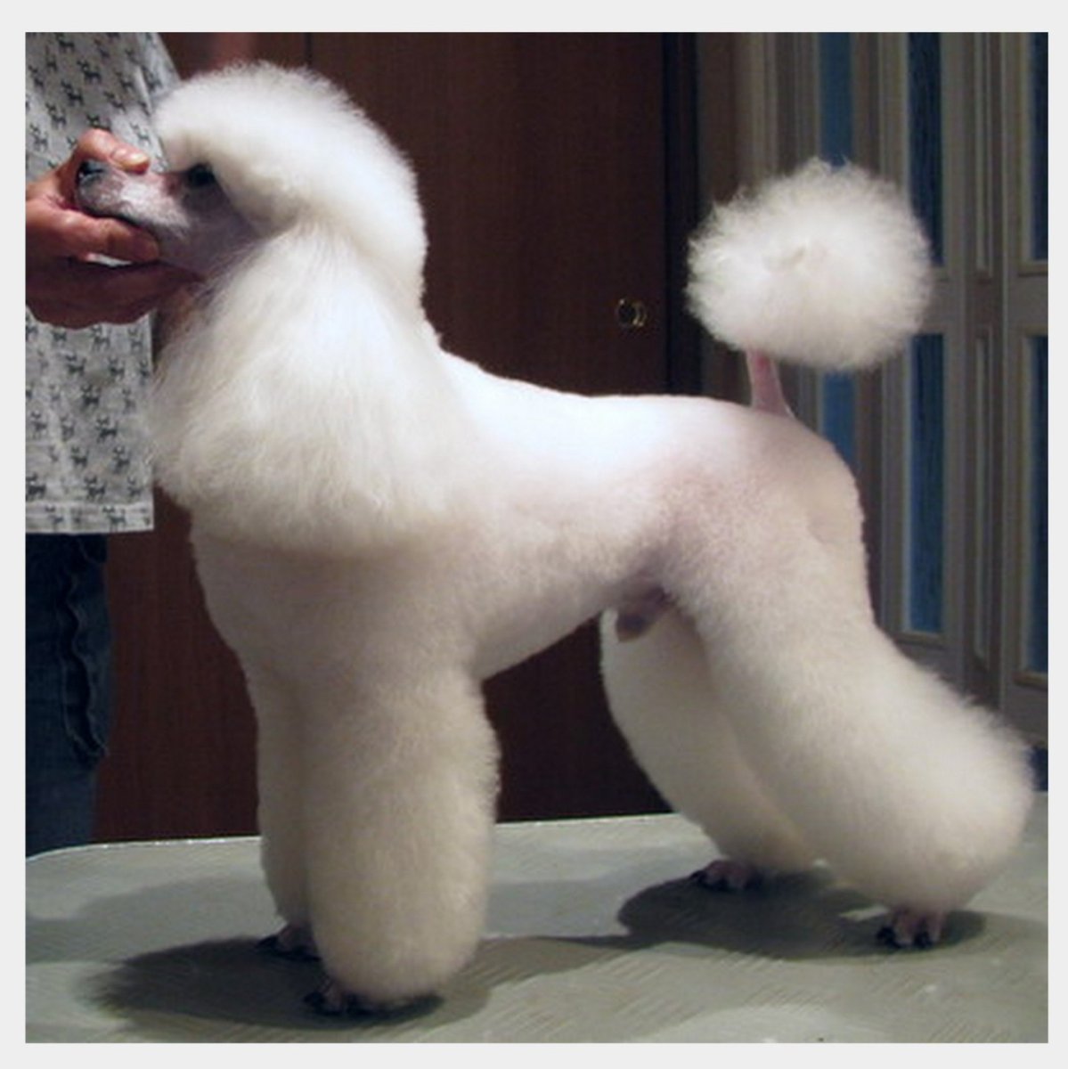 Пудель рыжий стрижка