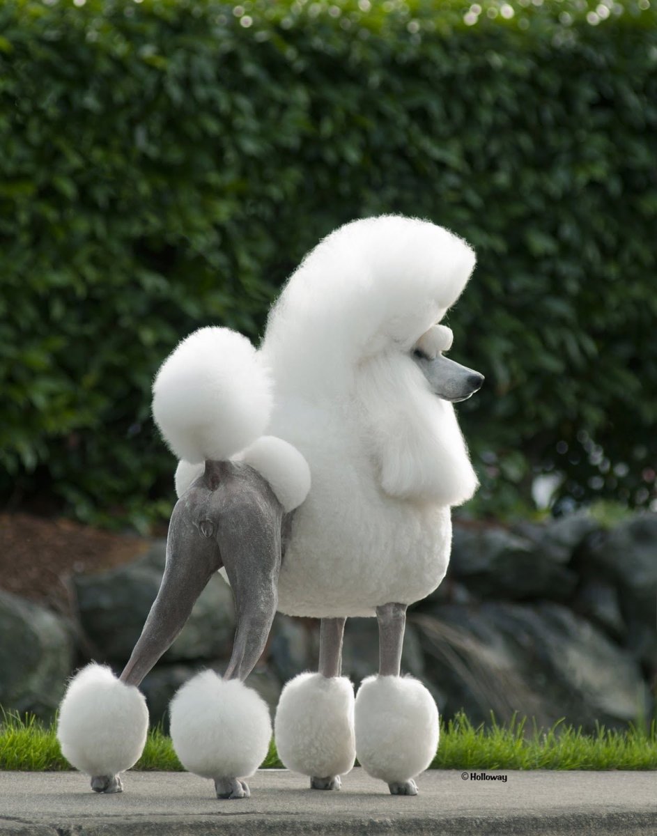 Пудель Сильвер беж