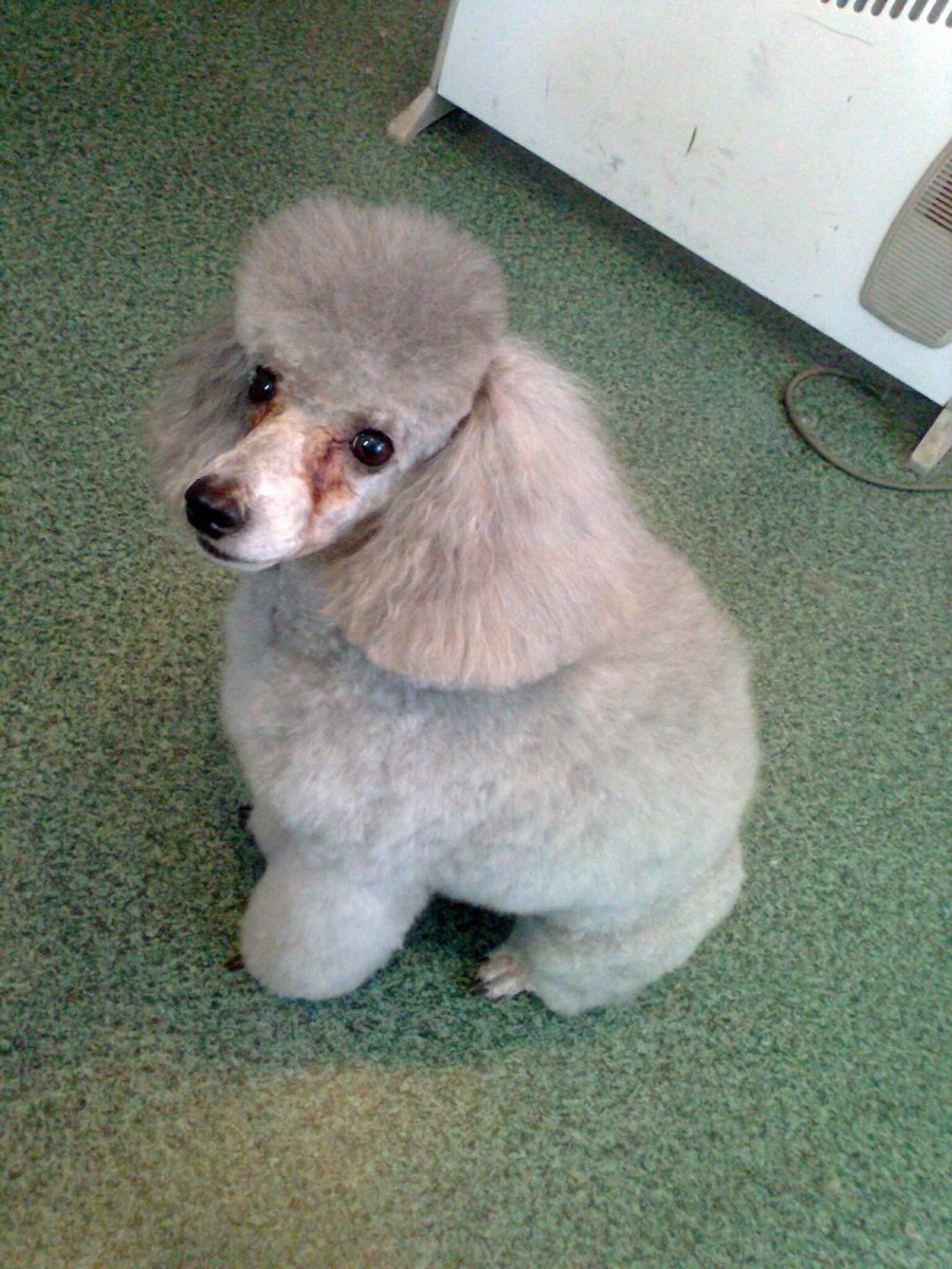 Необычные стрижки собак