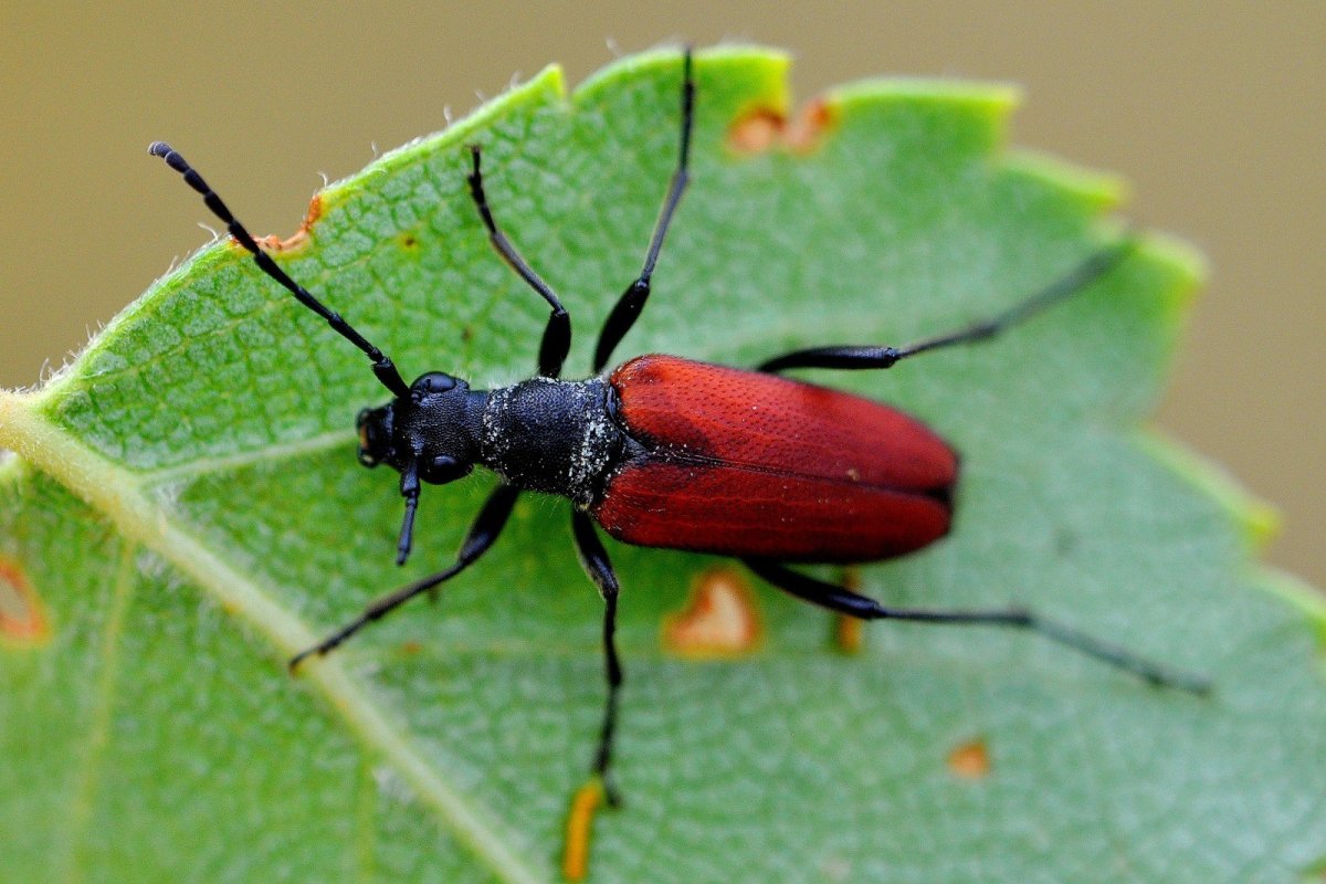 Черный Жук Шпанка