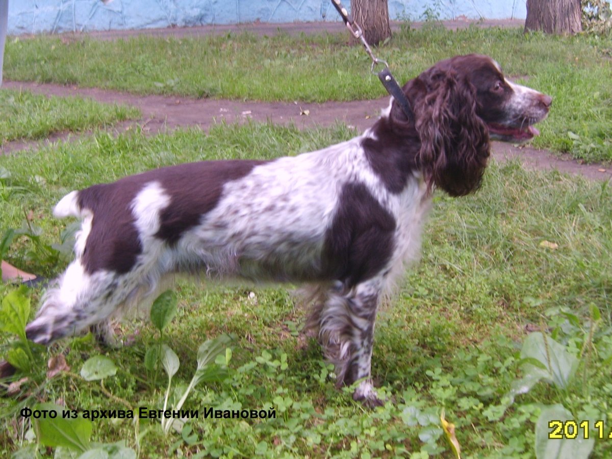 Русский спаниель лежит