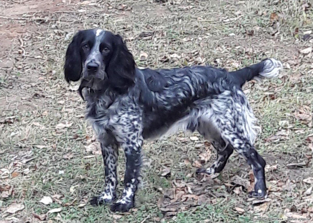 Спаниель пятнистый коричневый