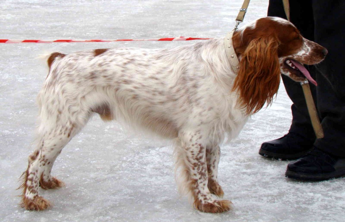 Кокер спаниель охотничий