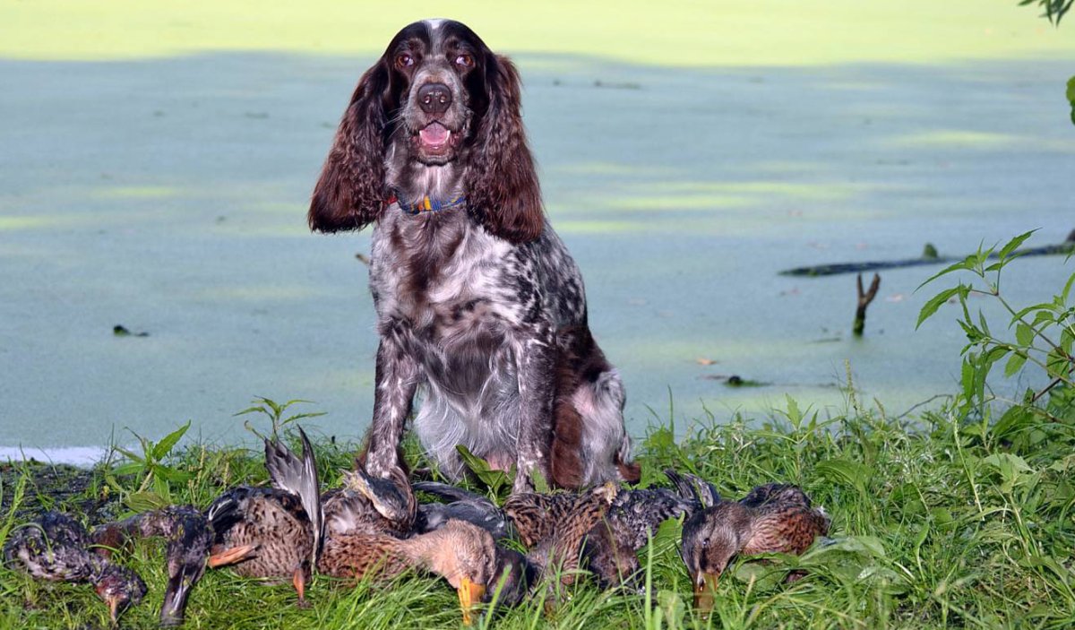 Русский спаниель пятнистый