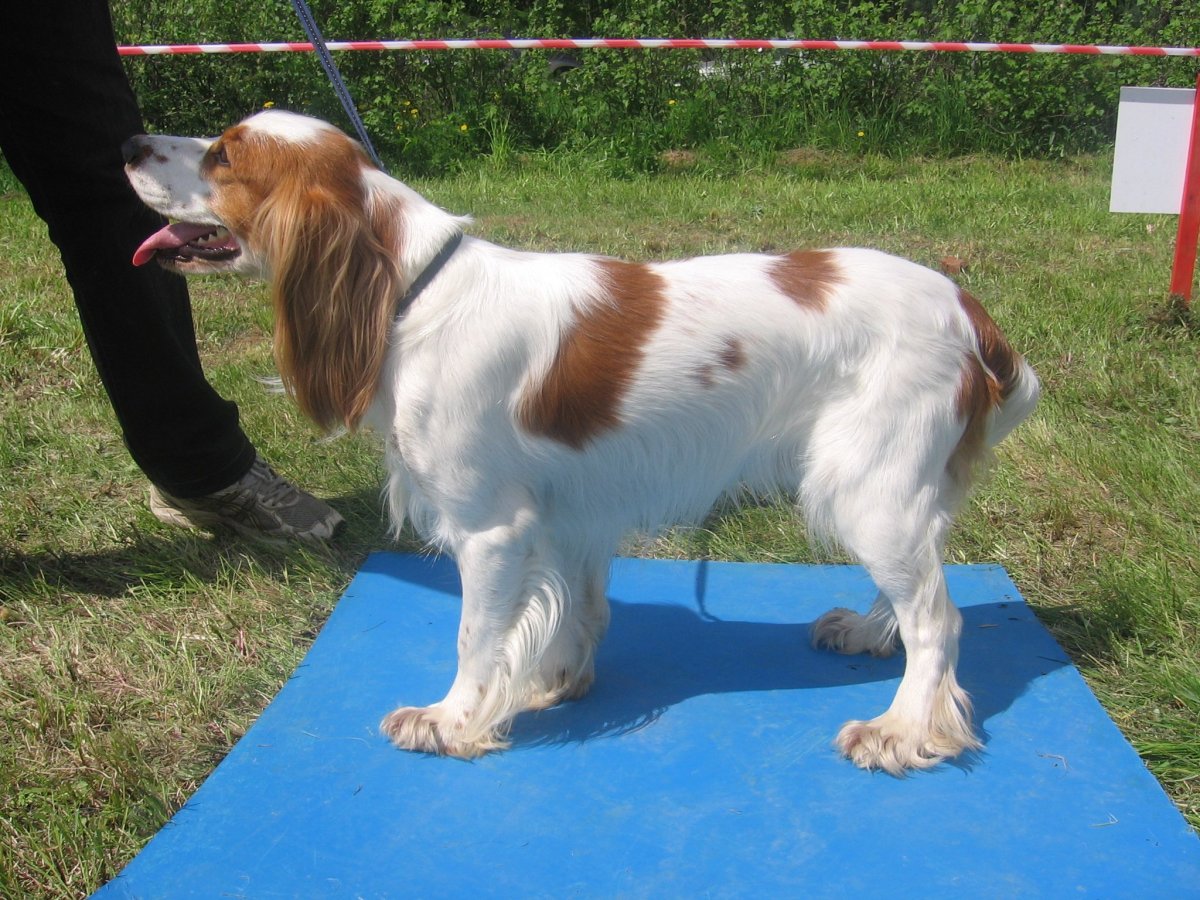 Русский охотничий спаниель Пегий