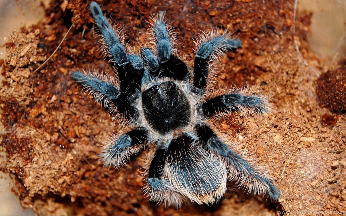Паук Monocentropus balfouri