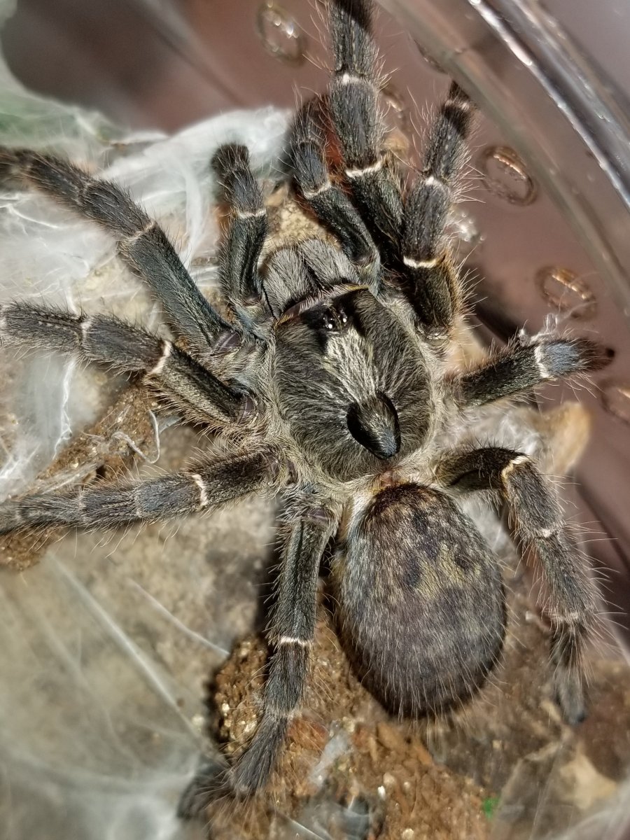 Паук-птицеед Ceratogyrus marshalli