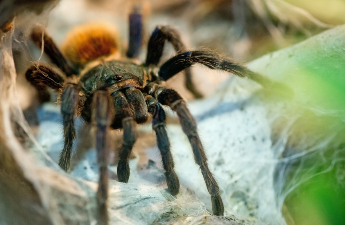 Brachypelma albopilosum l3