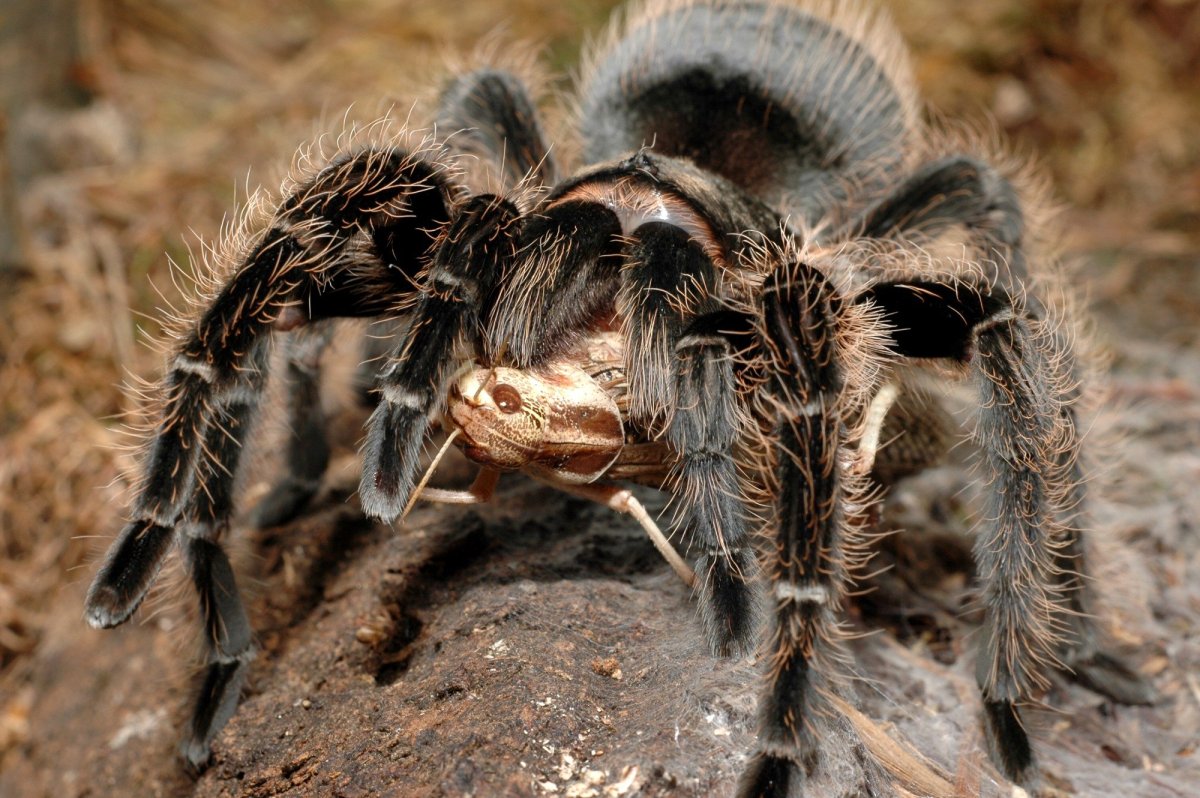 Паук Brachypelma albopilosum