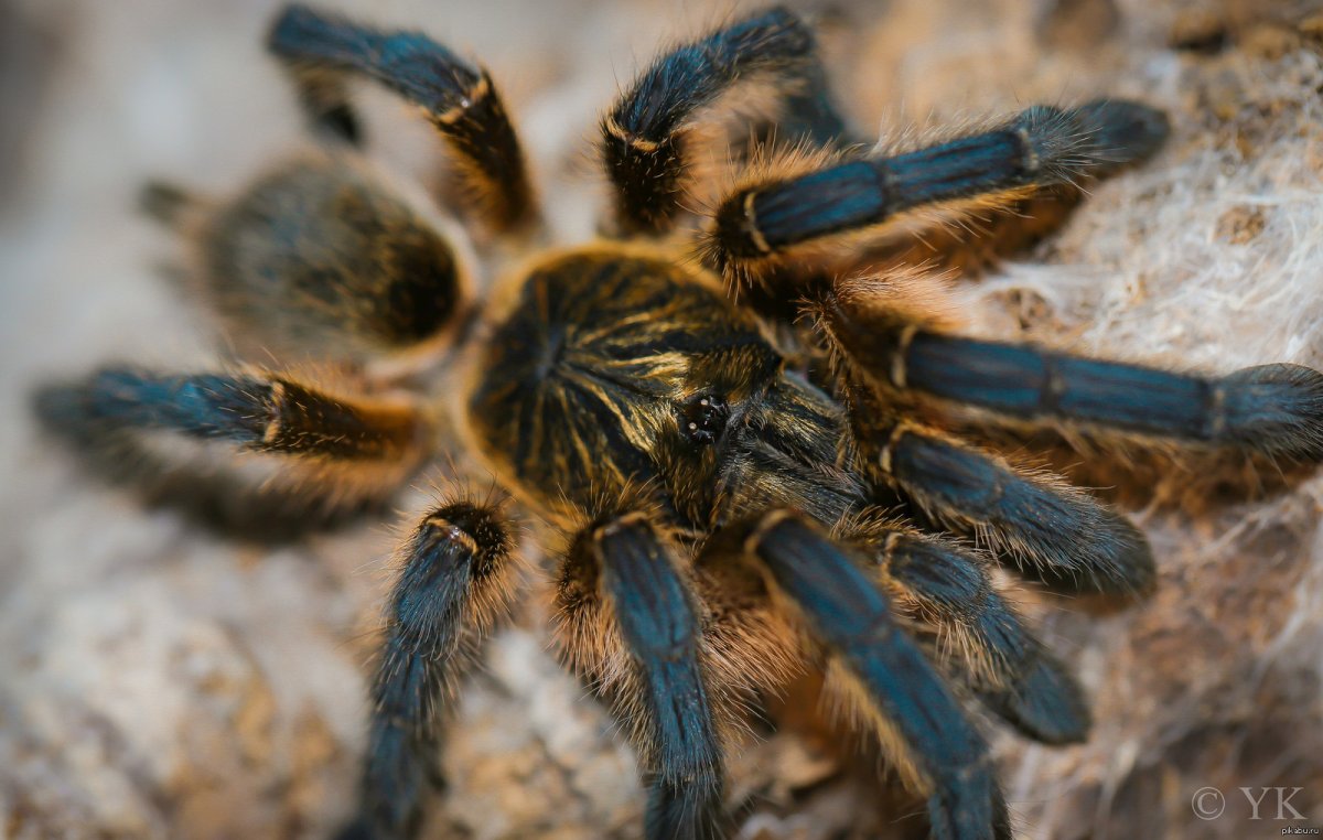 Tapinauchenius violaceus