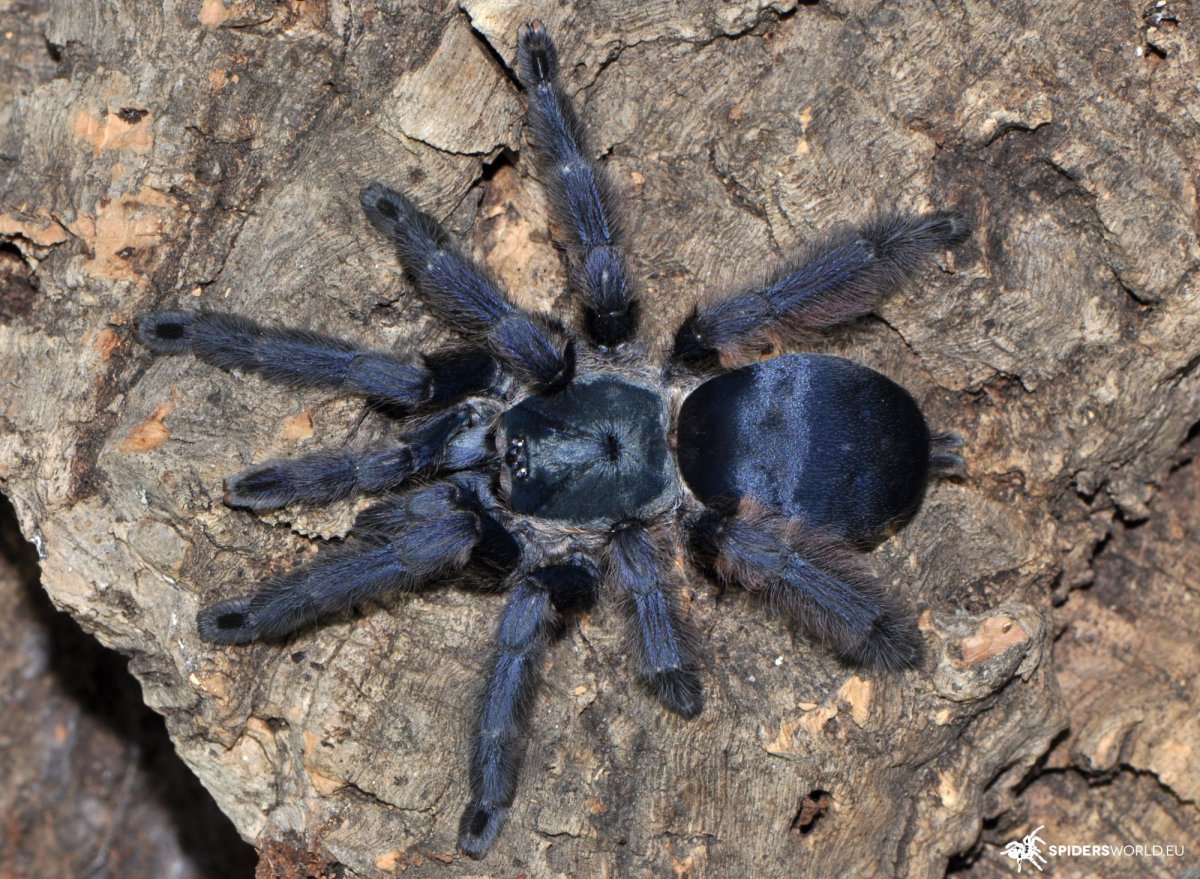 Dolomedes tenebrosus паук