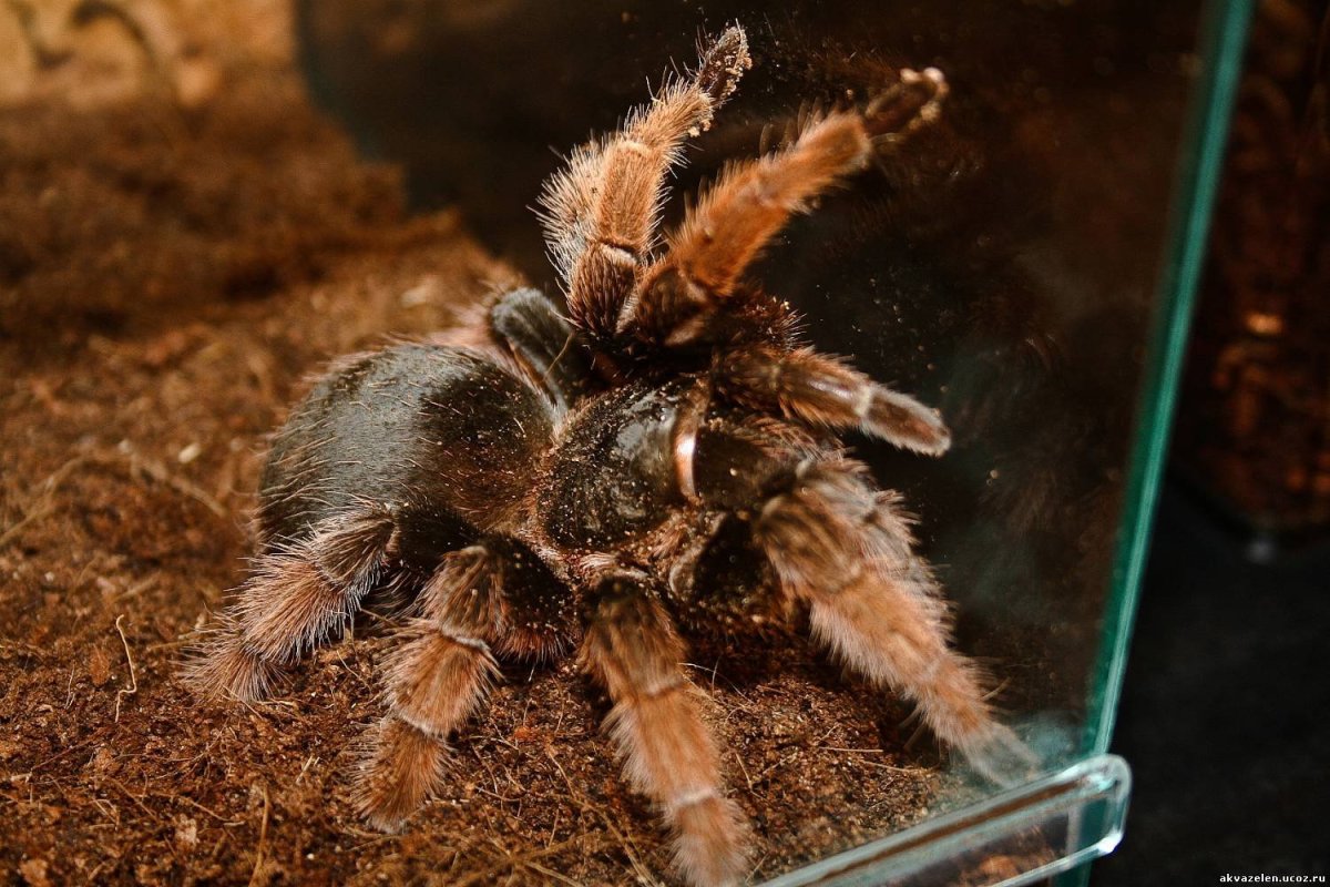 Psalmopoeus Emeraldus