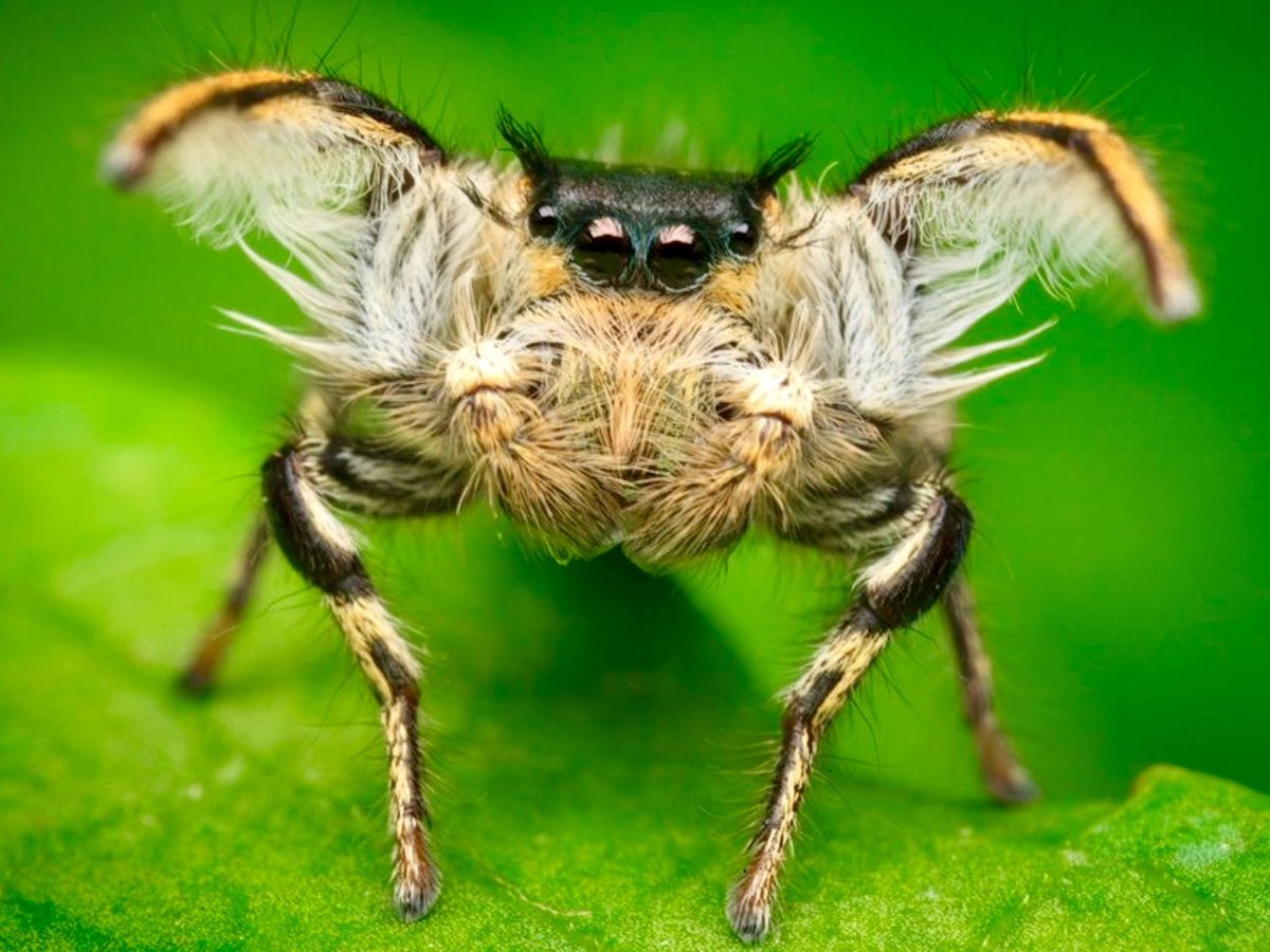 Паук с детьми на спине