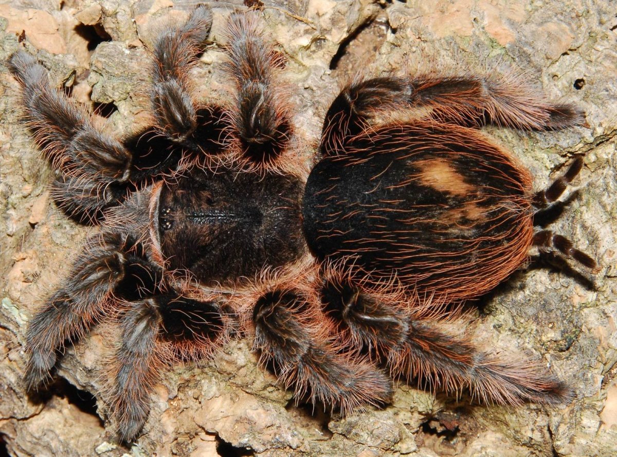 Паук Brachypelma albopilosum