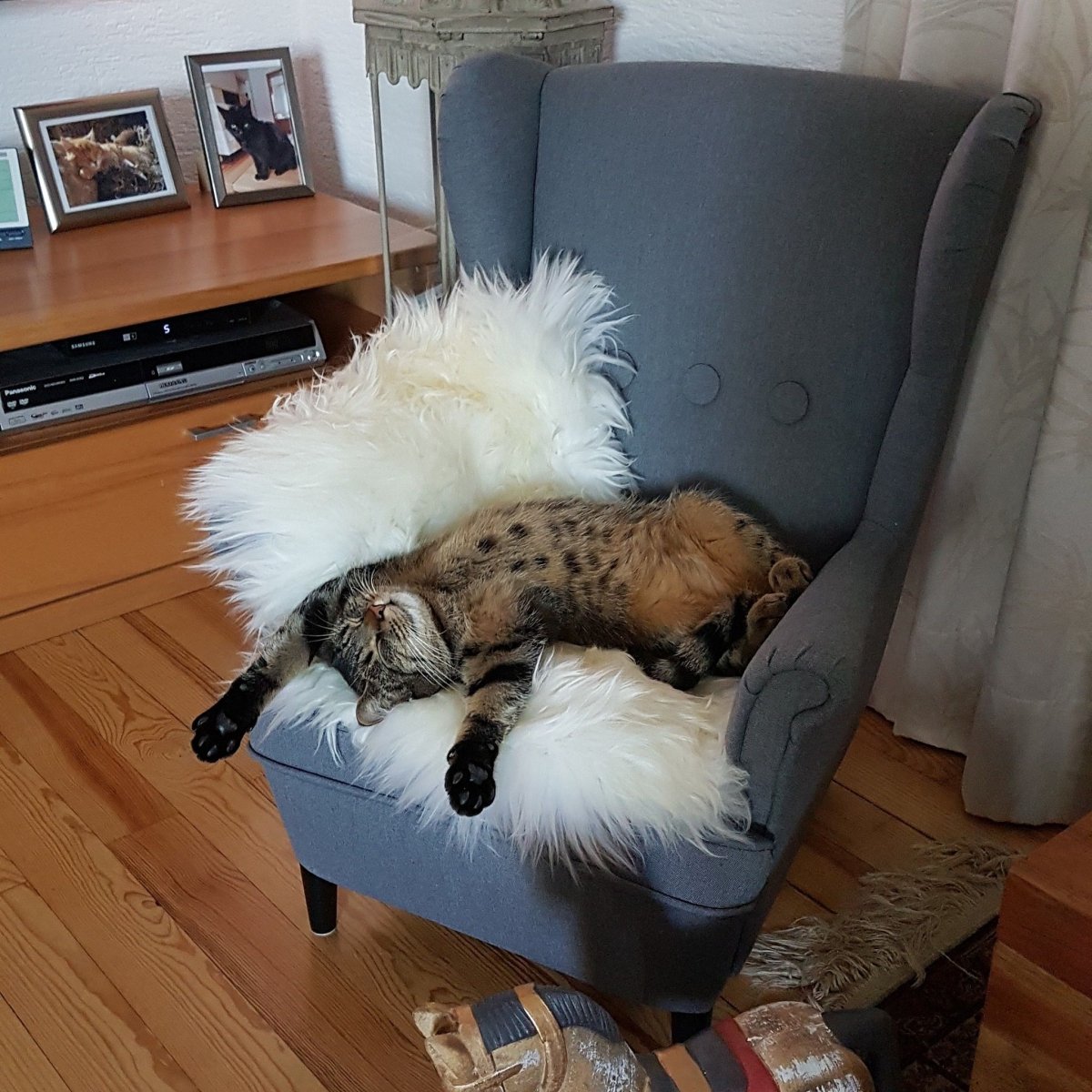 Пушистый кот на диване