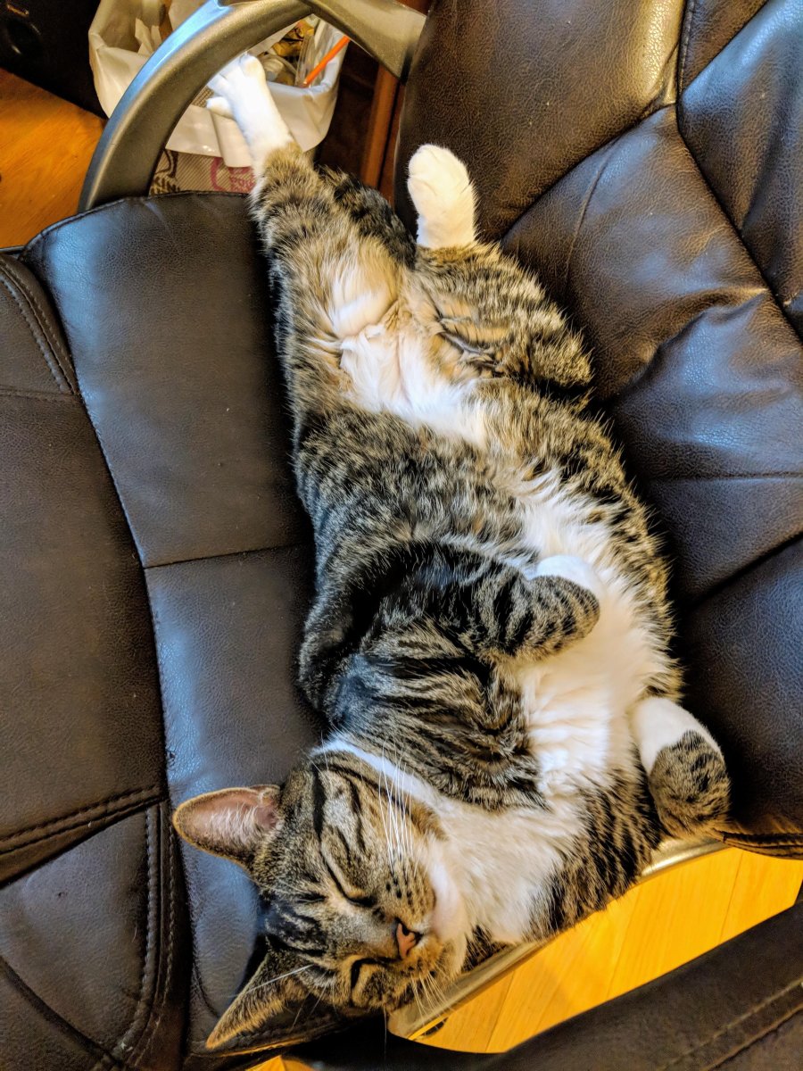 Толстый кот на диване