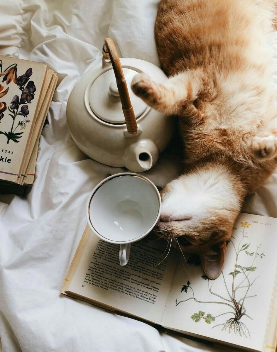 Доброе утро кот