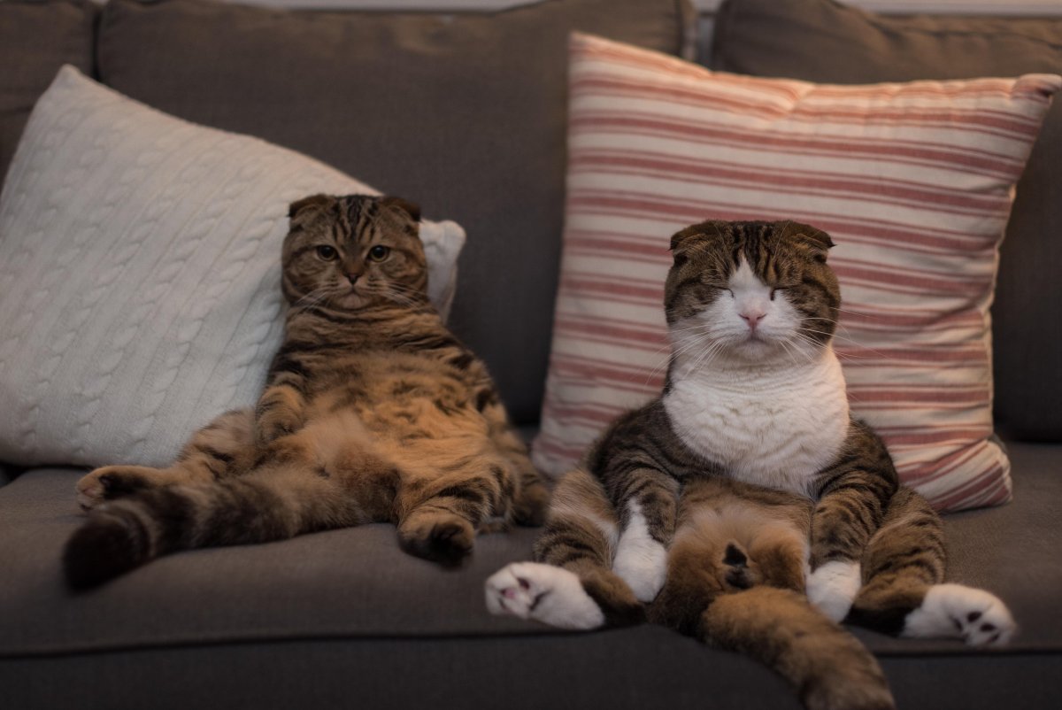 Два ленивых кота