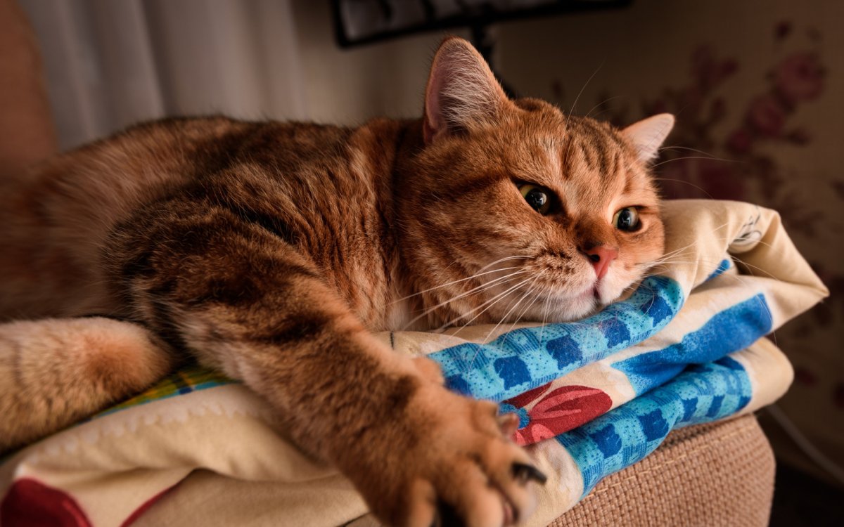 Рыжая кошка на диване