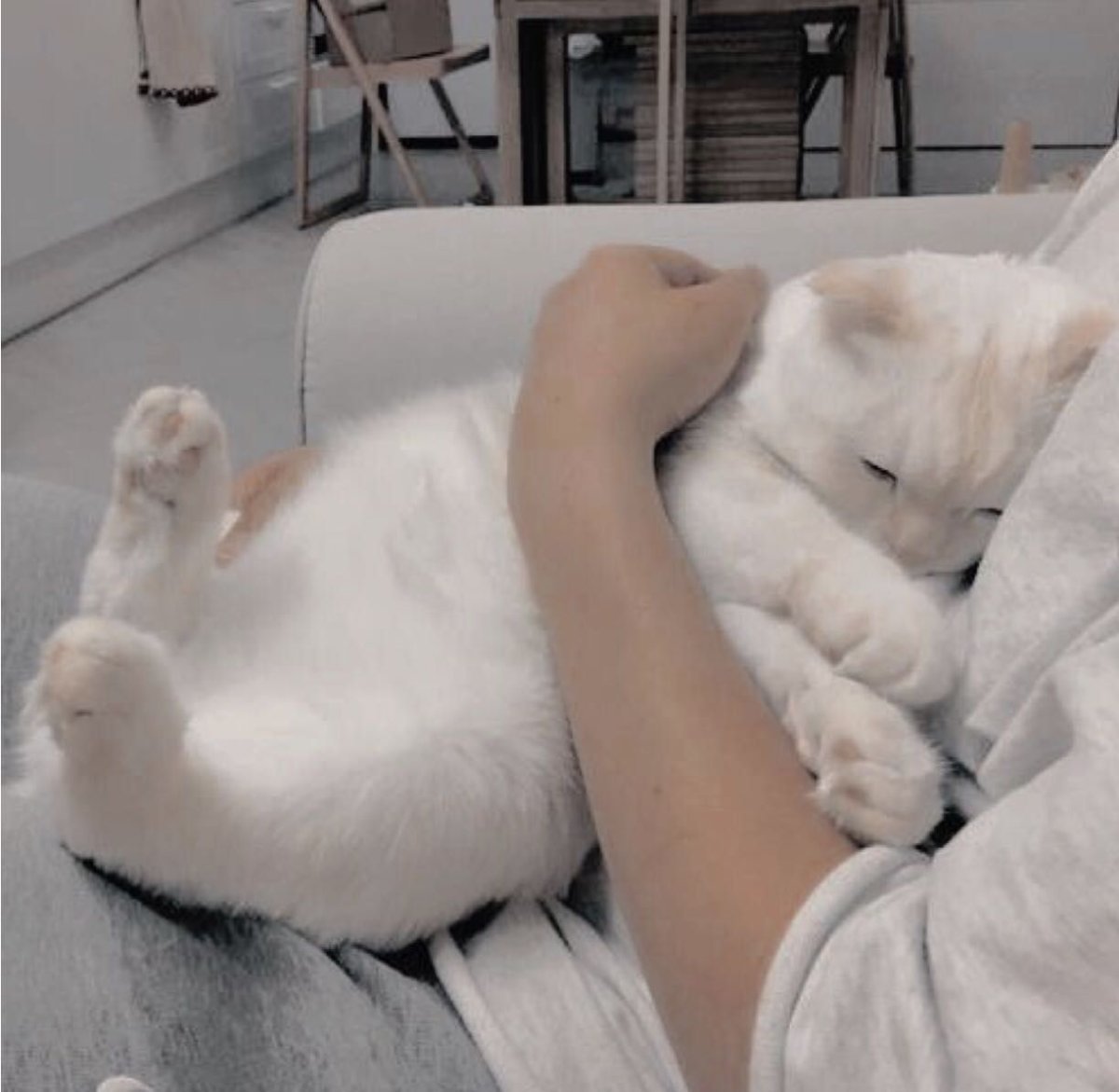 Белая кошка Эстетика