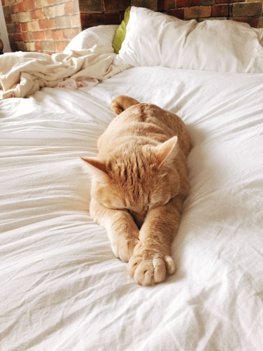 Кот проснулся