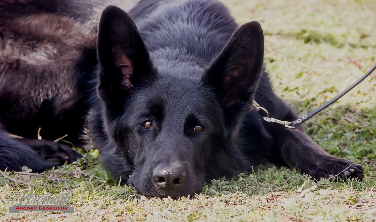 Черерная немецкая овчарка