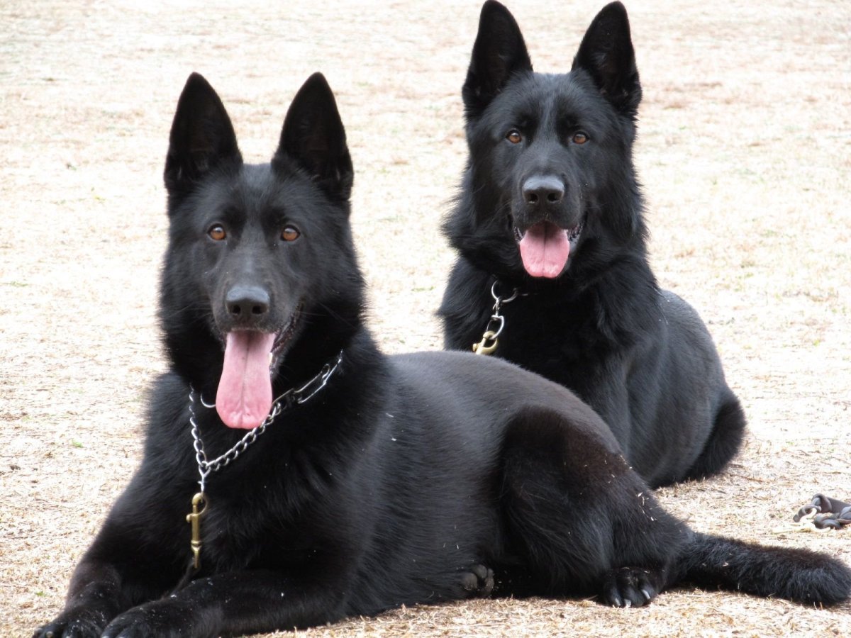 Чёрная немецкая овчарка зимой