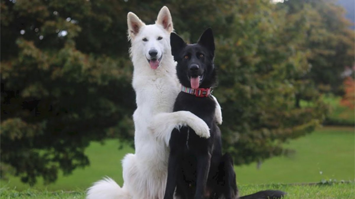 Бордер колли белый