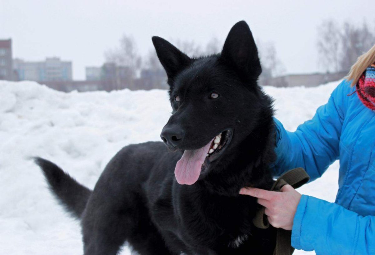 Австрийская овчарка черная