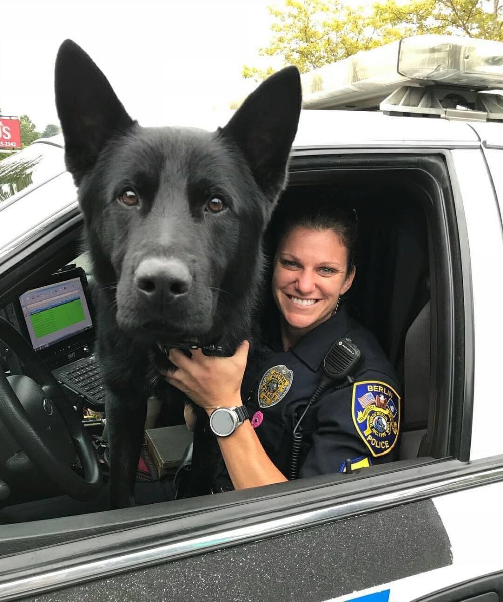 Овчарка черная короткошерстная