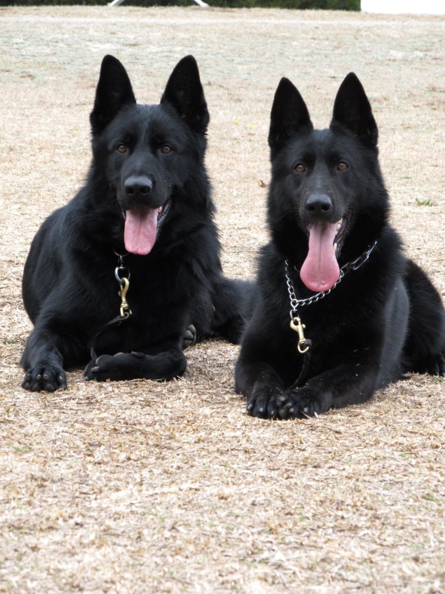 Собаки стан