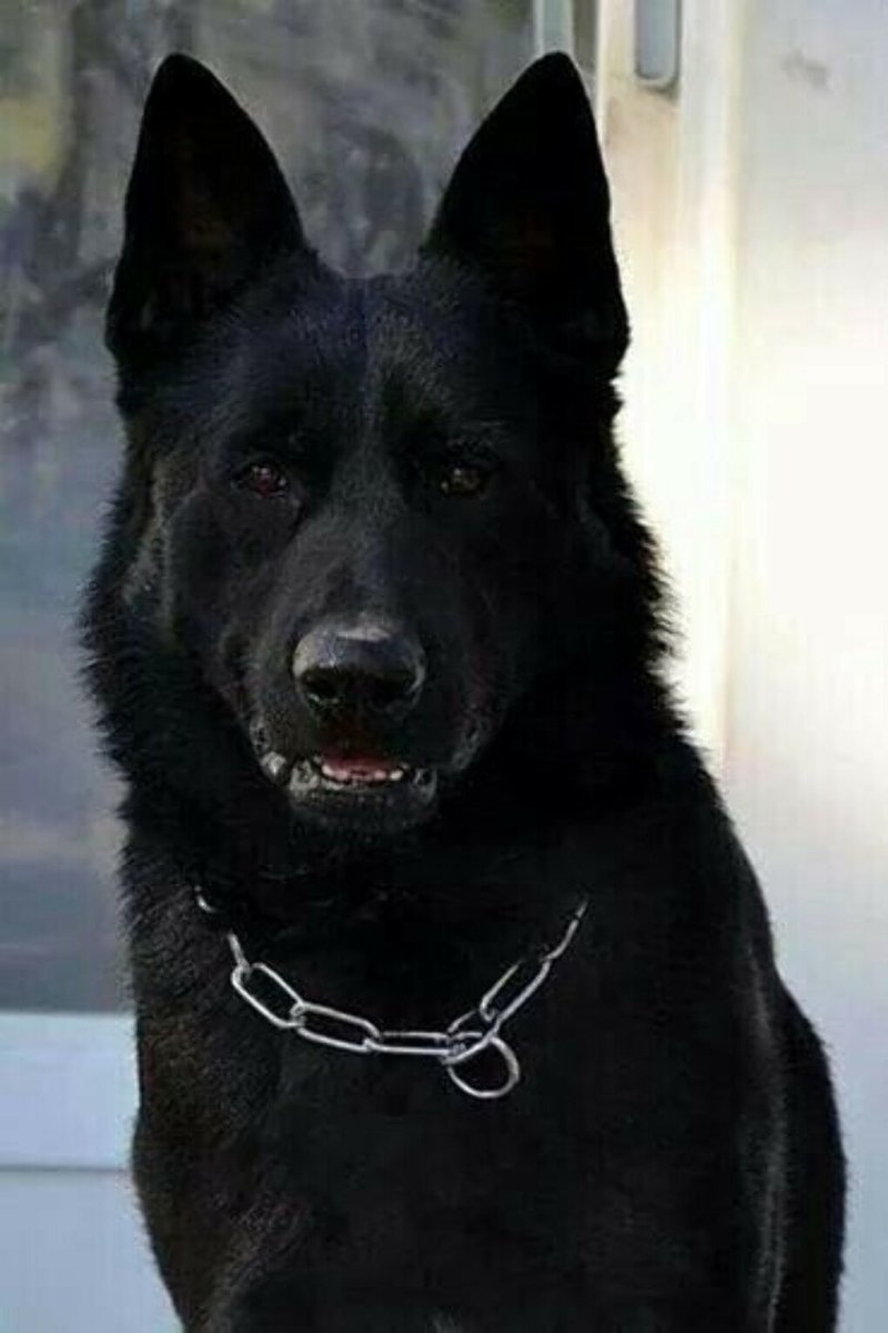 Восточноевропейская овчарка оскал