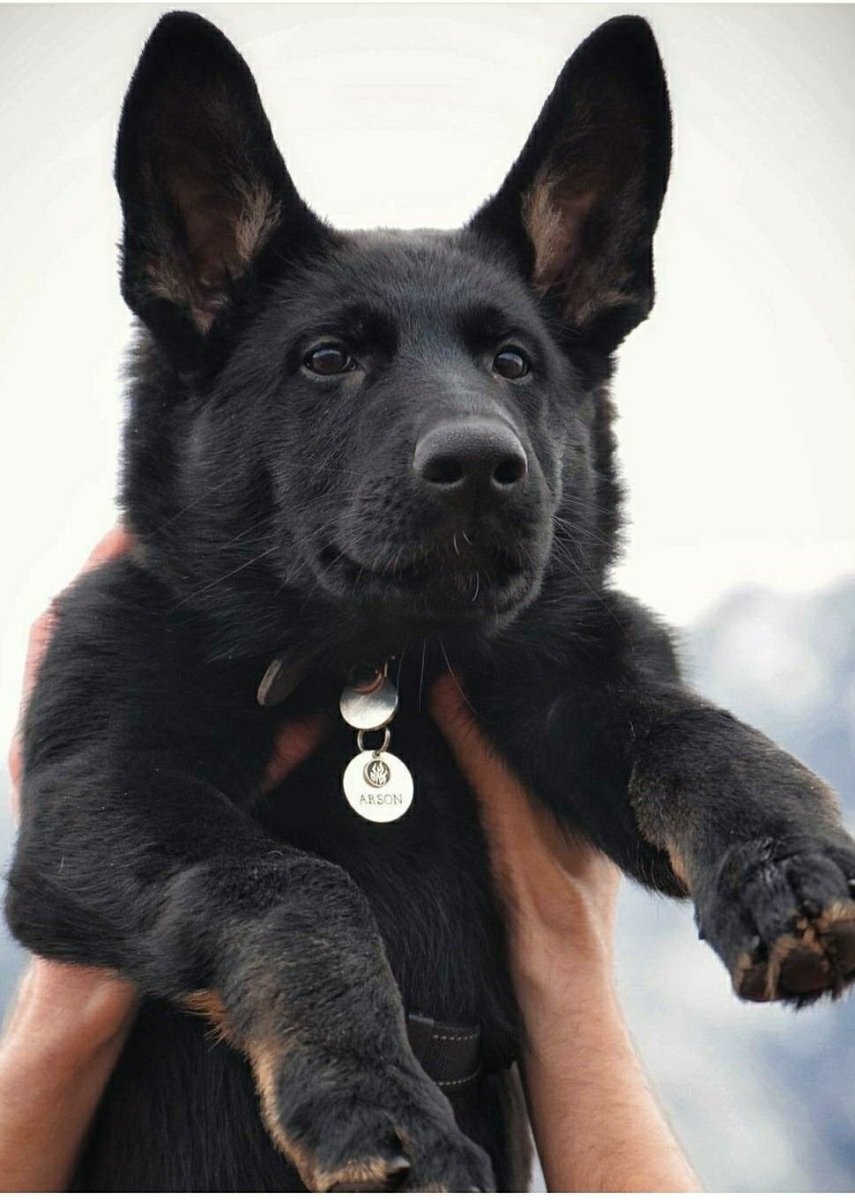 Агрессивная собака