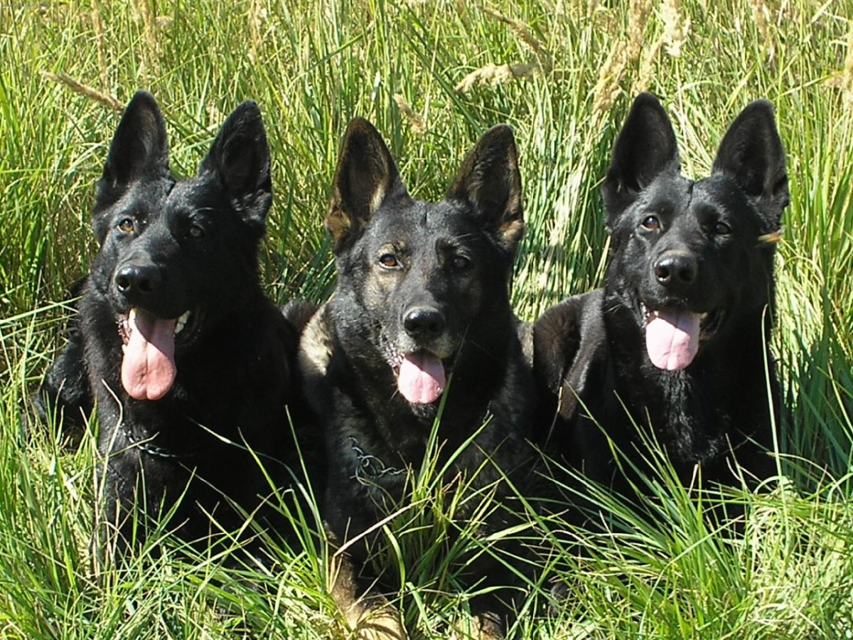 Немецкая овчарка черная