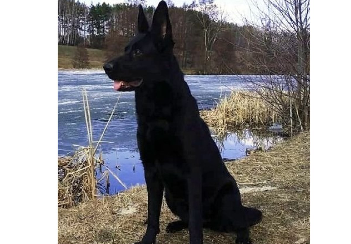 Чёрная немецкаяовчарка