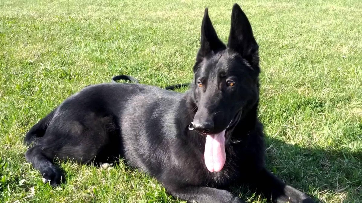 Немецкая овчарка черная