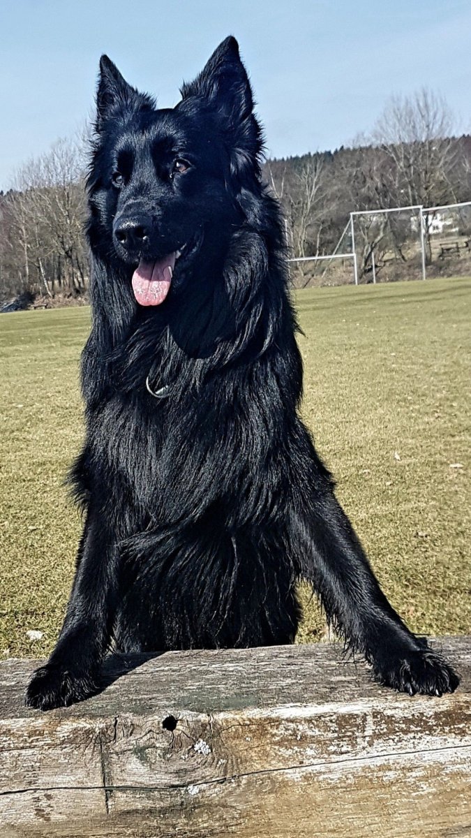 Чёрная коричневая Восточно европейская овчарка