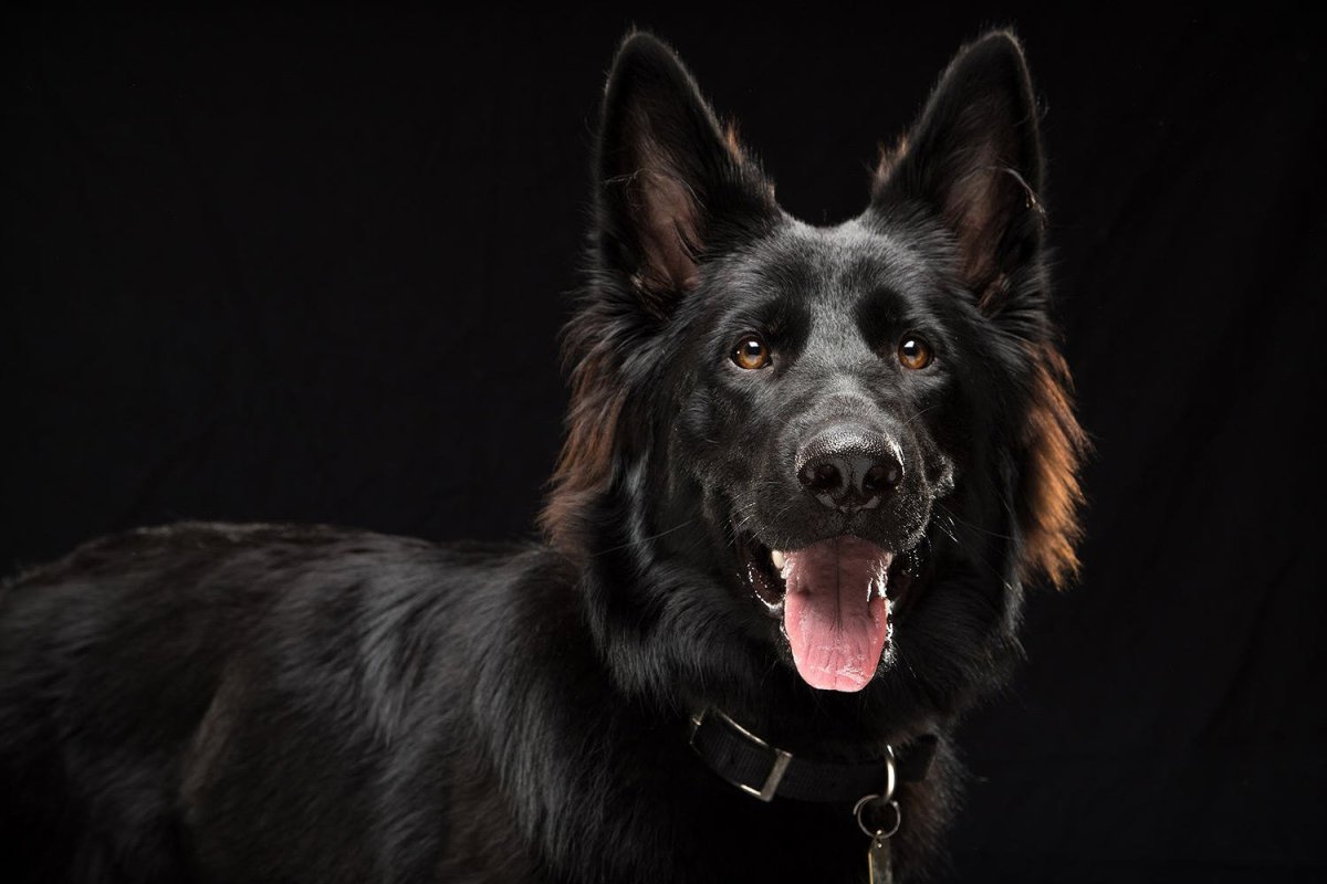 Швейцарская овчарка черный немецкая