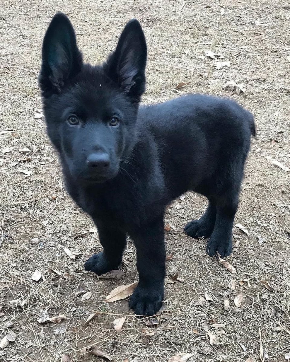 Восточно-европейская овчарка черная короткошерстная