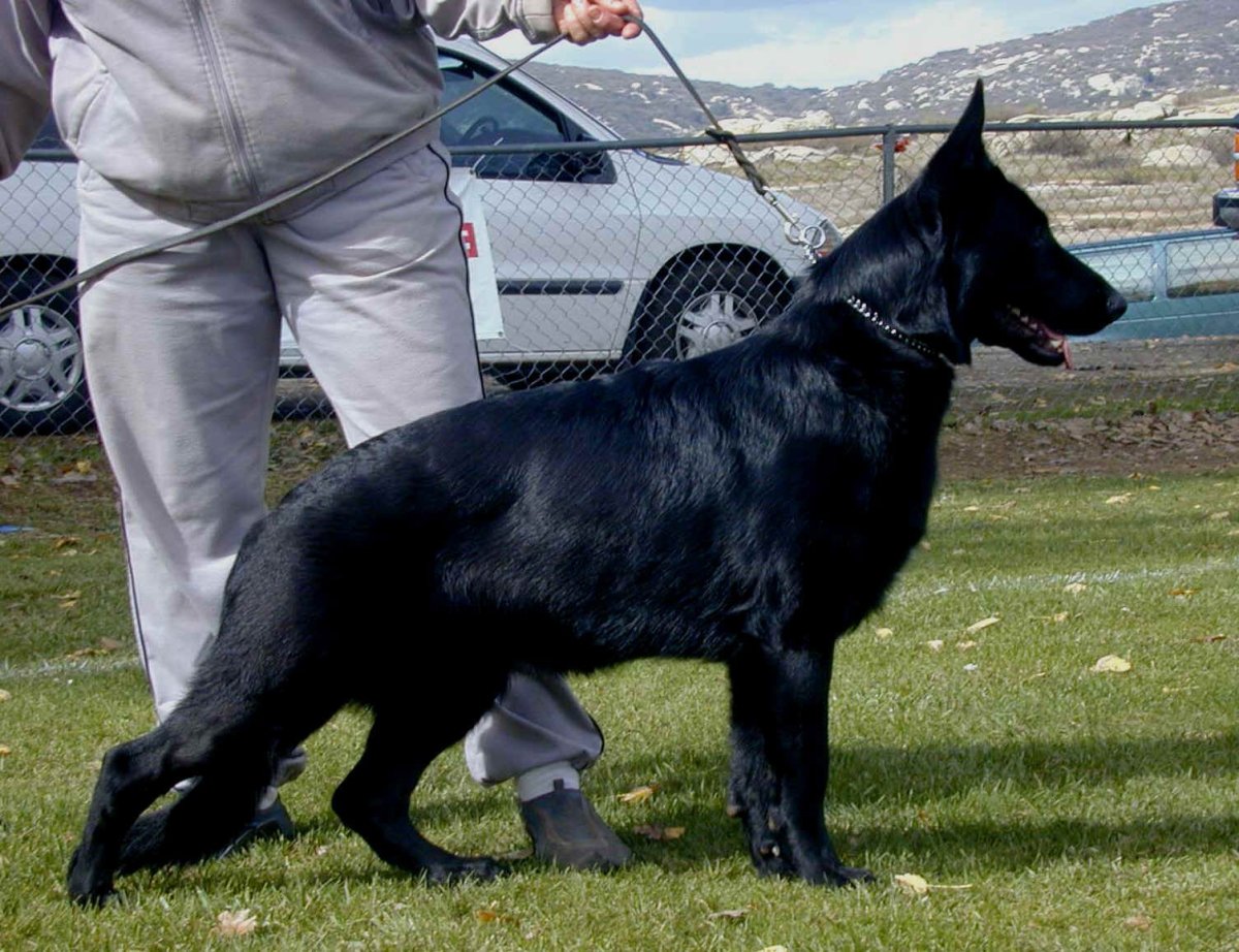 Чёрные и фиолетовые животные на ниметском