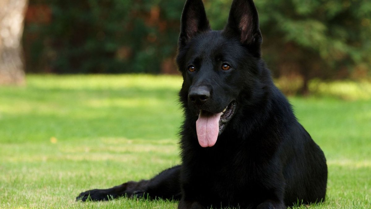 Черная румынская овчарка