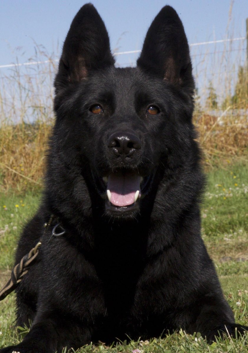 Немецкая овчарка черная