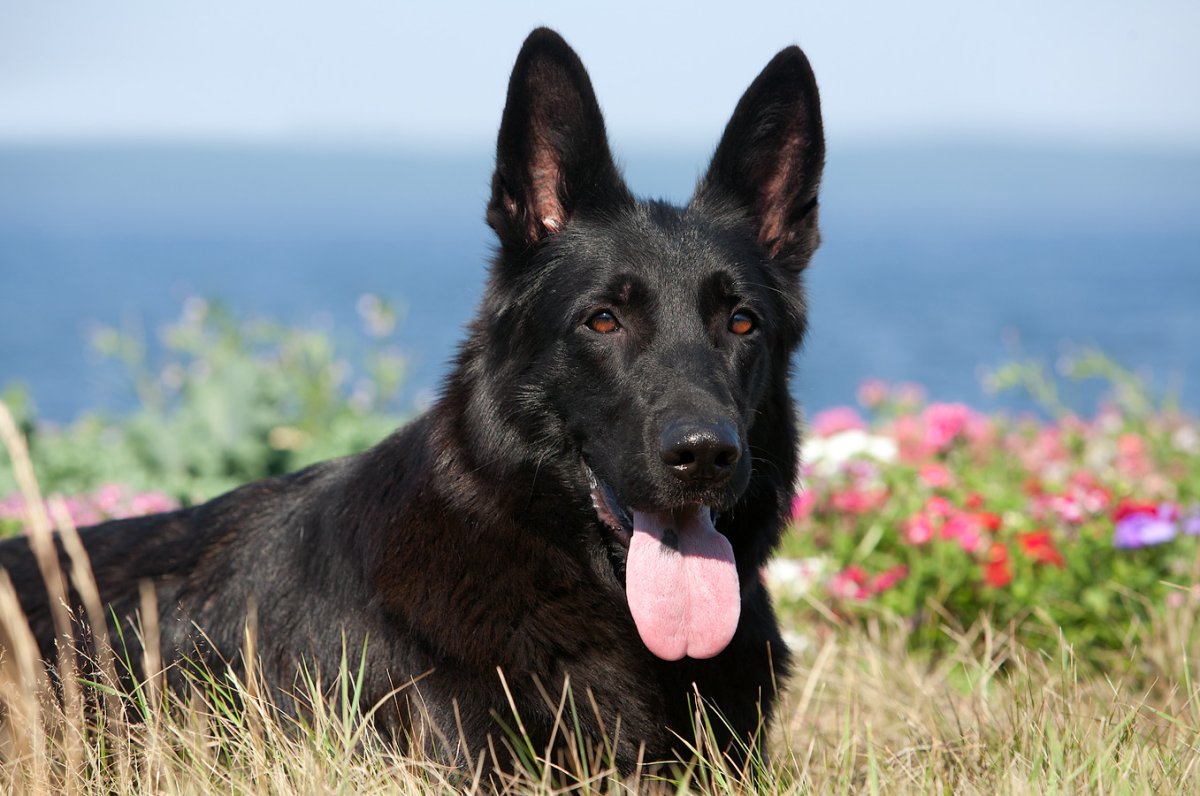 Чёрная Атласская овчарка