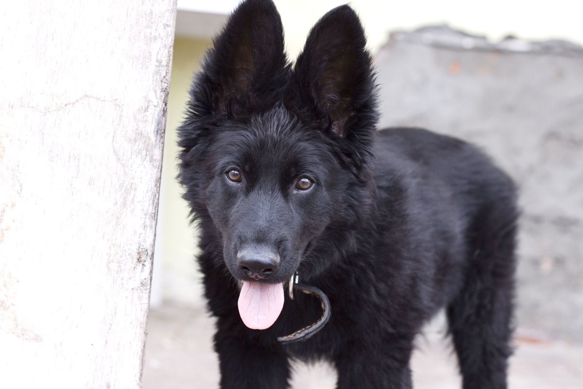 Черная и белая швейцарская овчарка