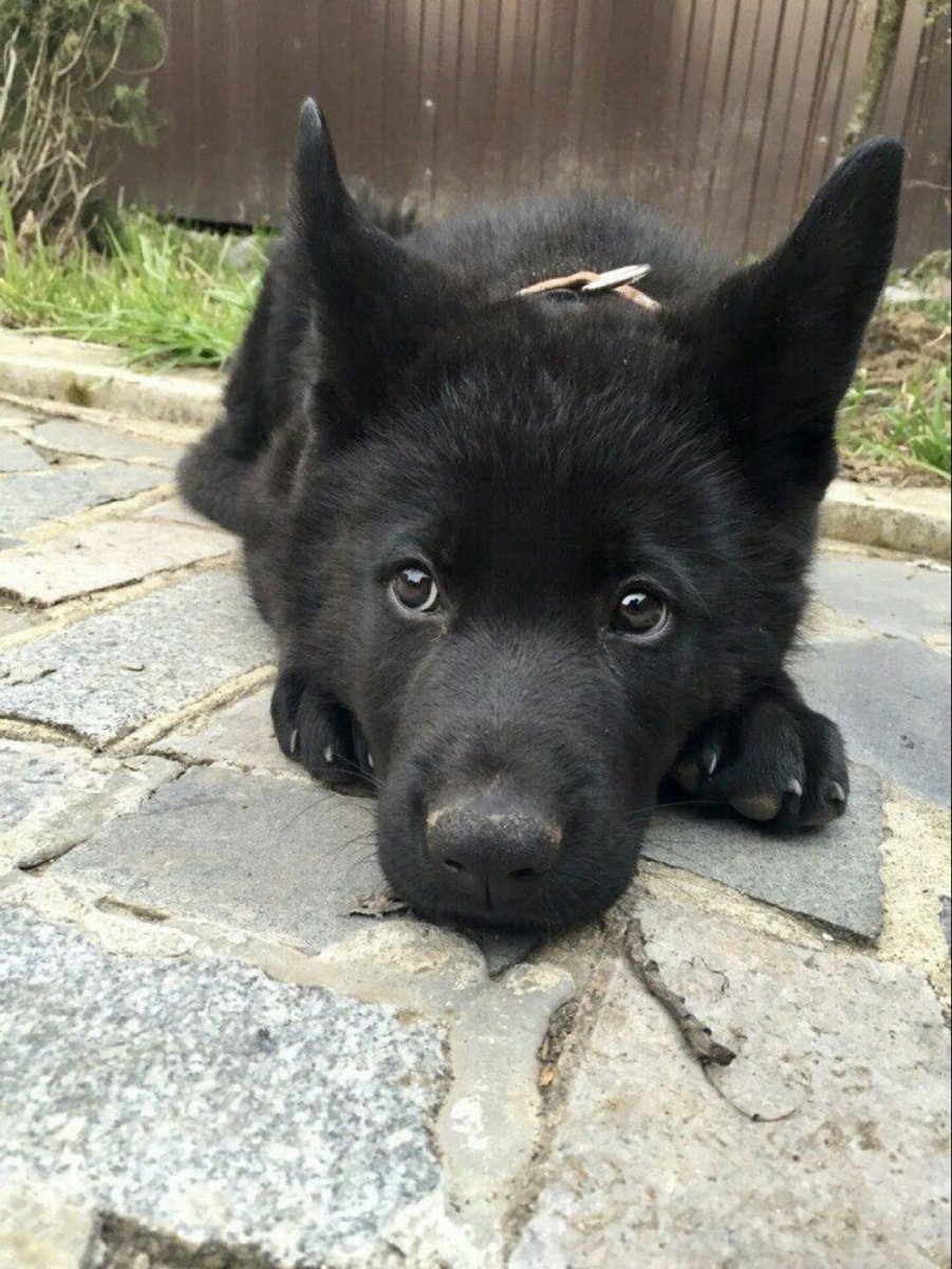 Бельгийская овчарка черная