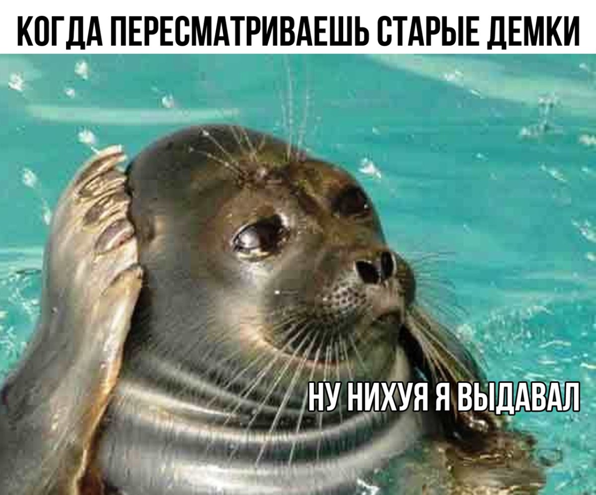 Балтийская Нерпа Крошик