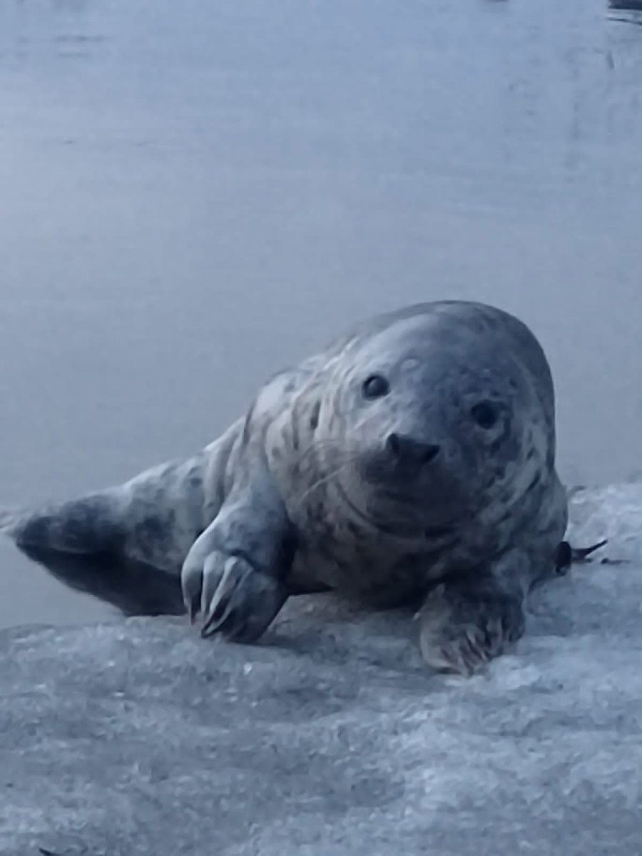 Seal морские котики