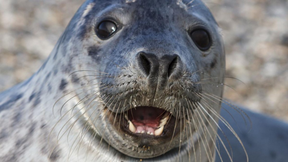 Морж загорает