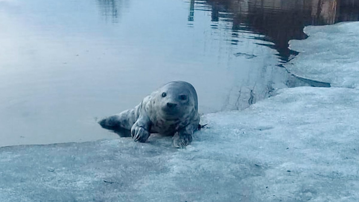 Спортивный тюлень